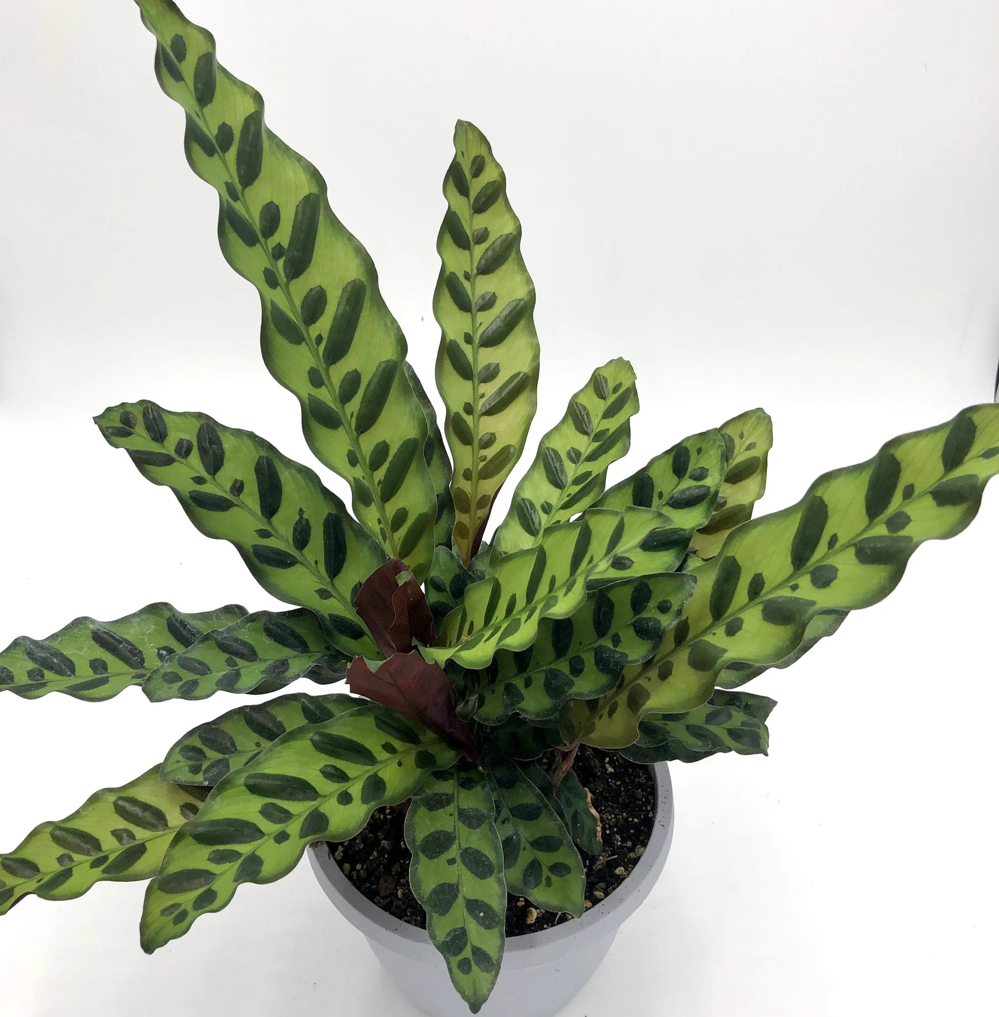 Live Plant- Rattlesnake Calathea