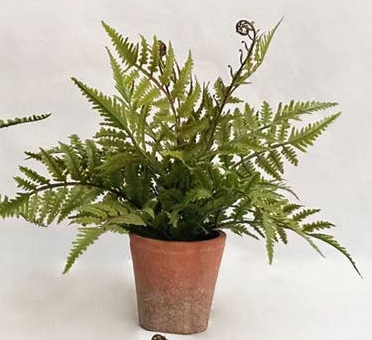 Potting Shed Fern, Style Options