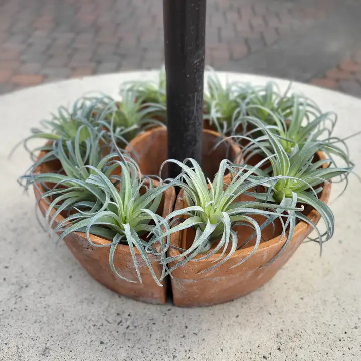 Pre Order Tresco Umbrella Planter