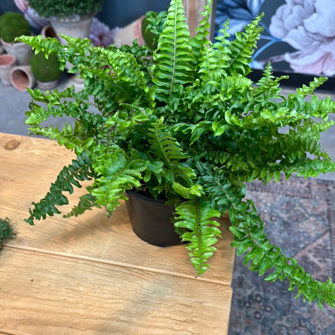 Live Plant- Dallas Boston Fern