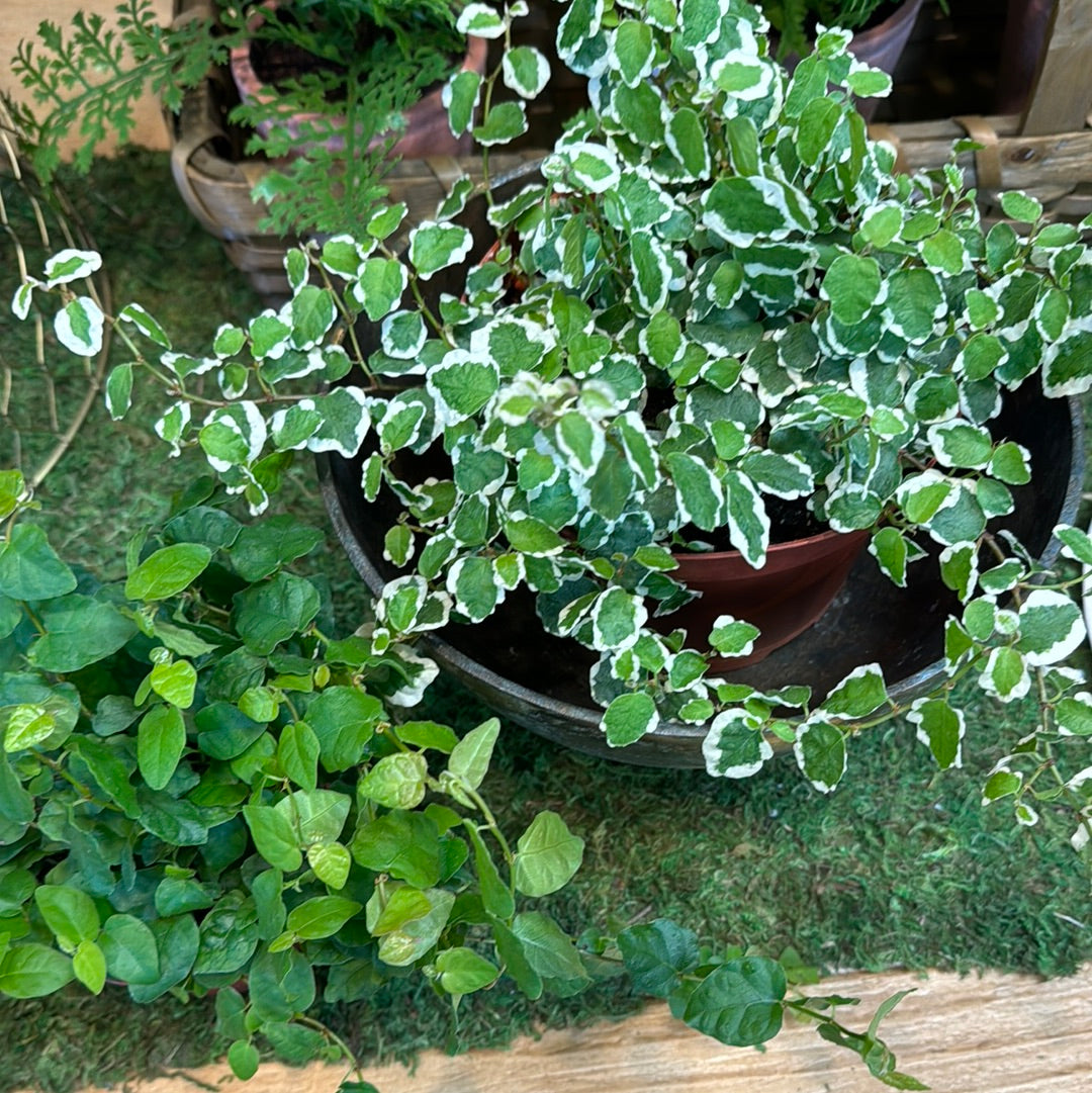 Live Plant- Creeping Fig