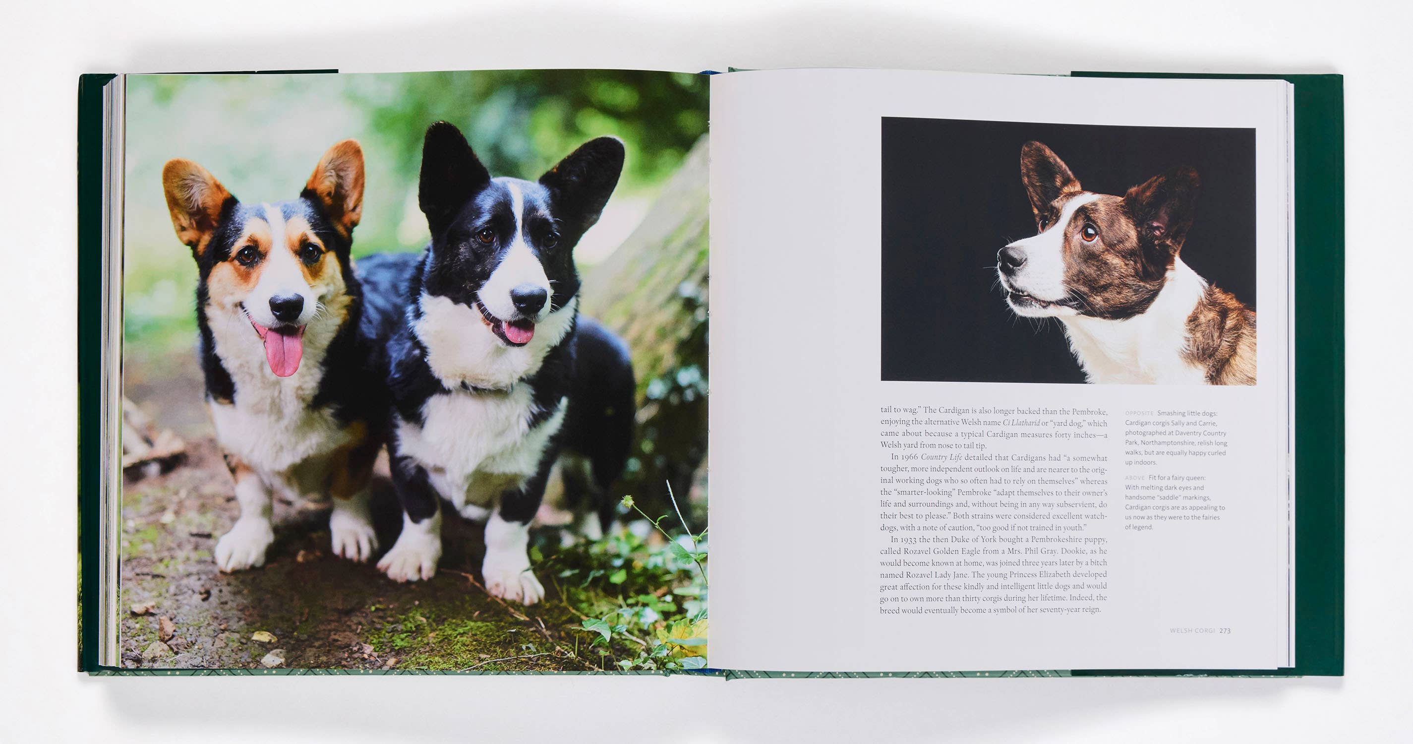 Country Life's Book Of Dogs