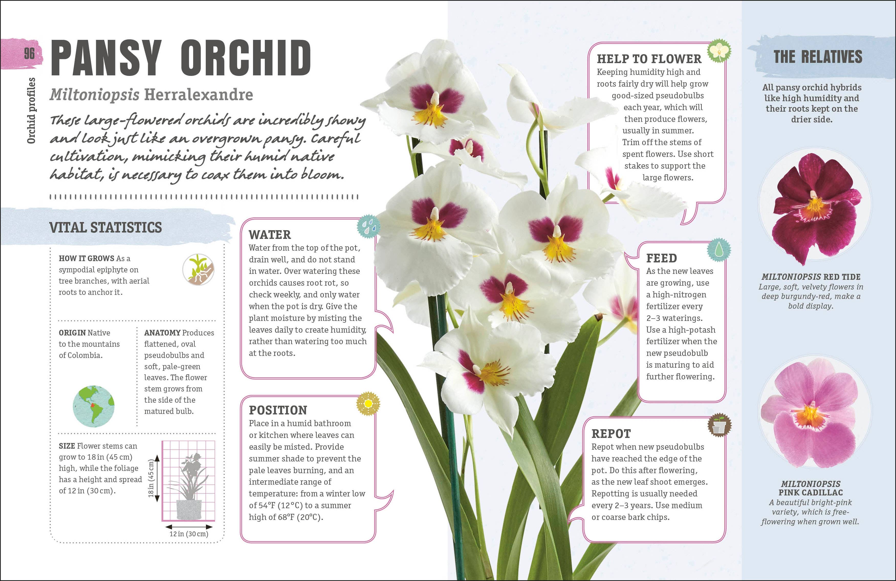 Happy Orchid