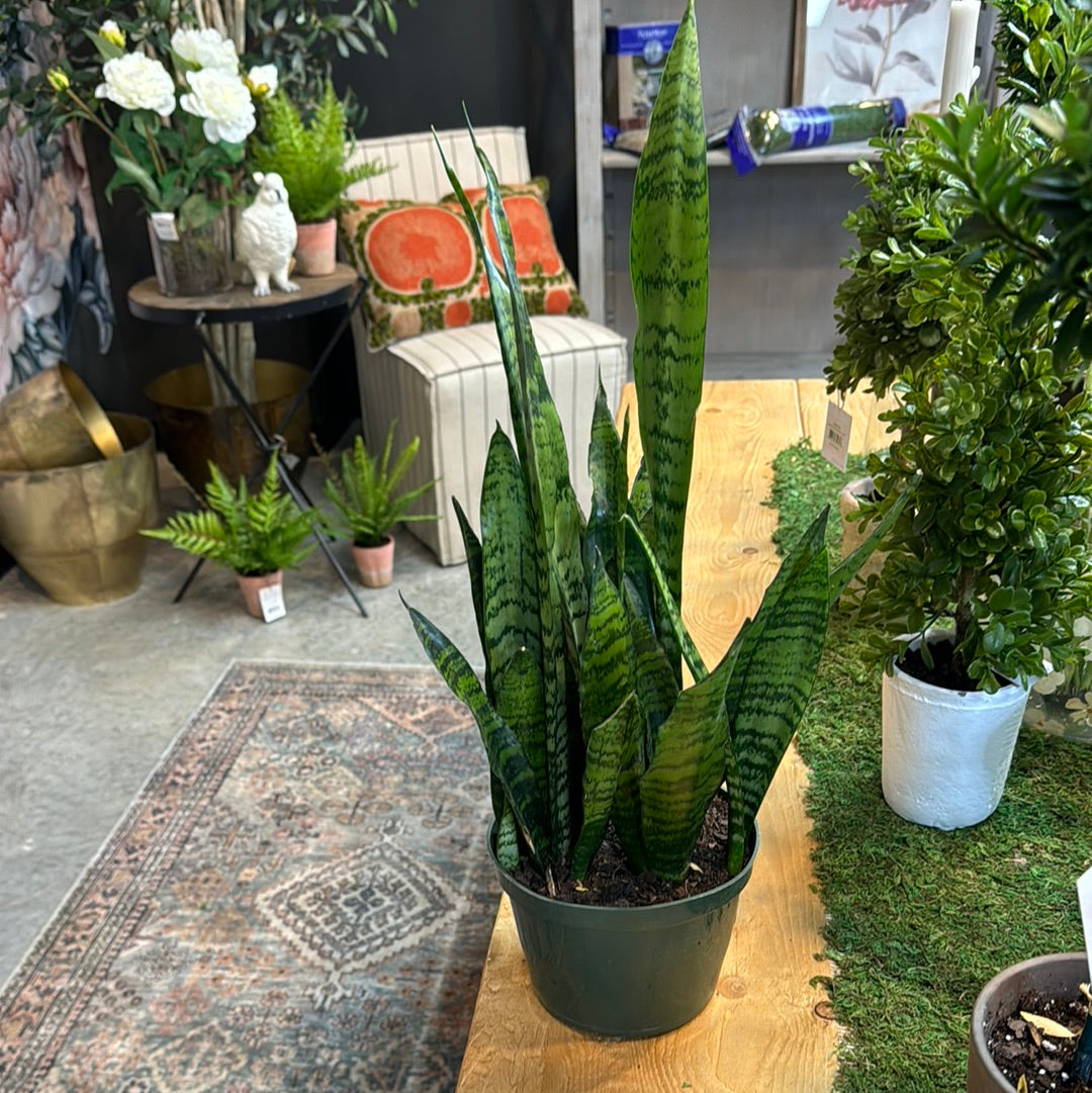 Live Plant- Sansevieria Snake Plant