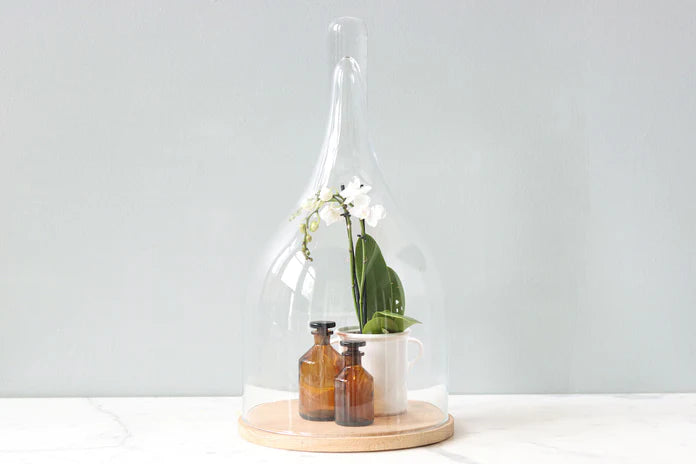 Glass Bell Jar with Wood Base, Style Options