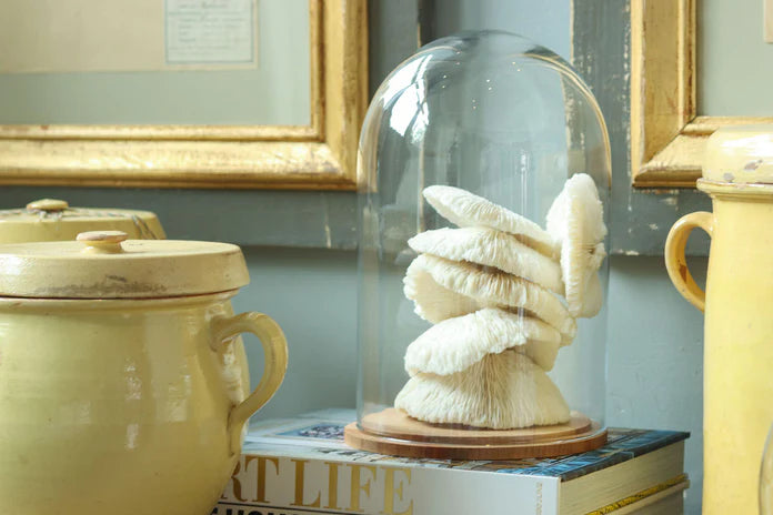 Glass Bell Jar with Wood Base, Style Options