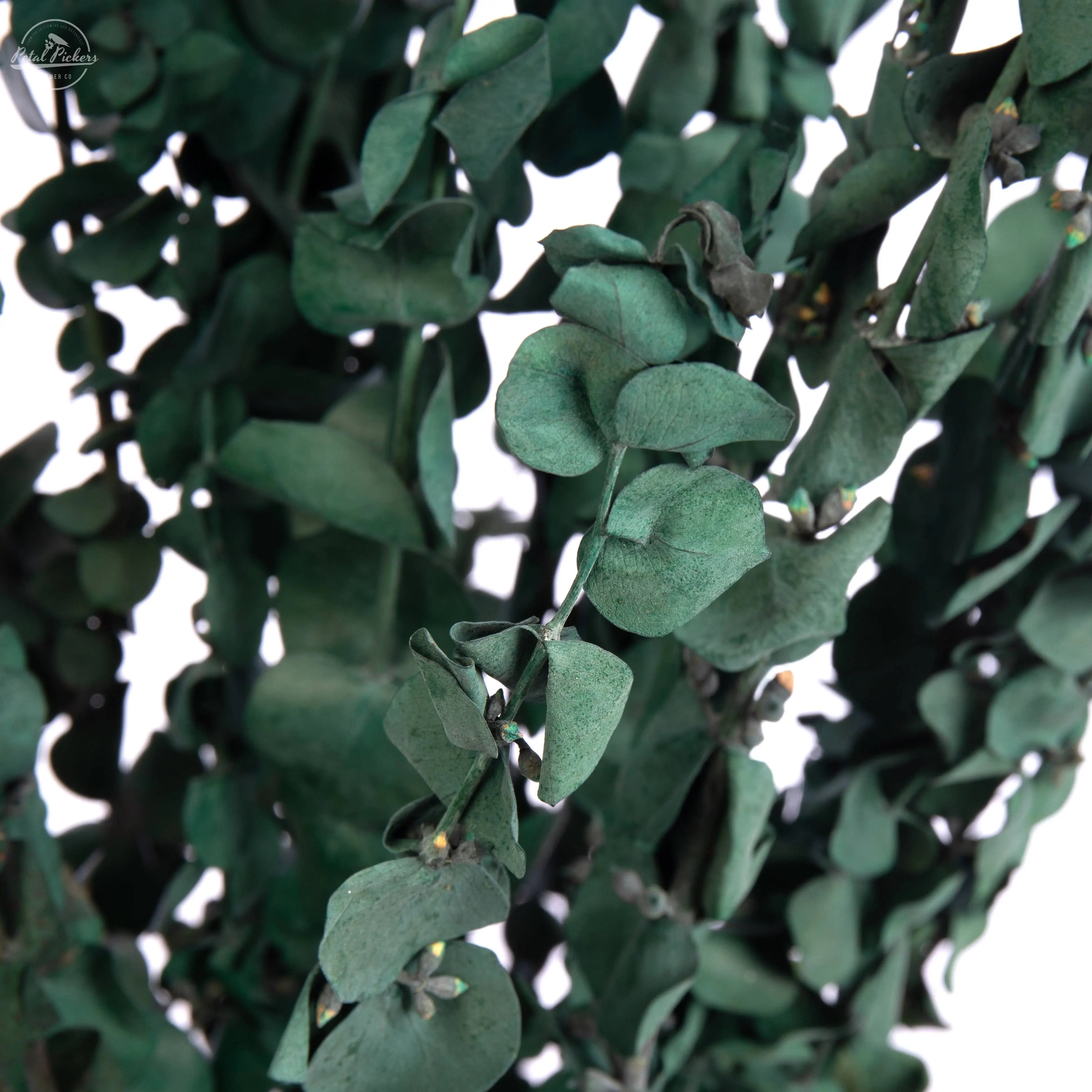 Eucalyptus Satin Green