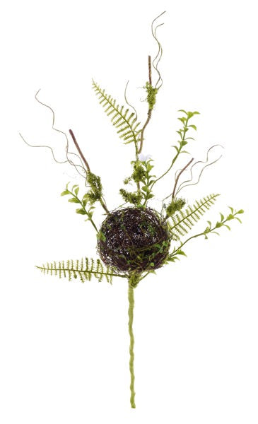 Angel vine Bird Nest, Fern Leaf Spray