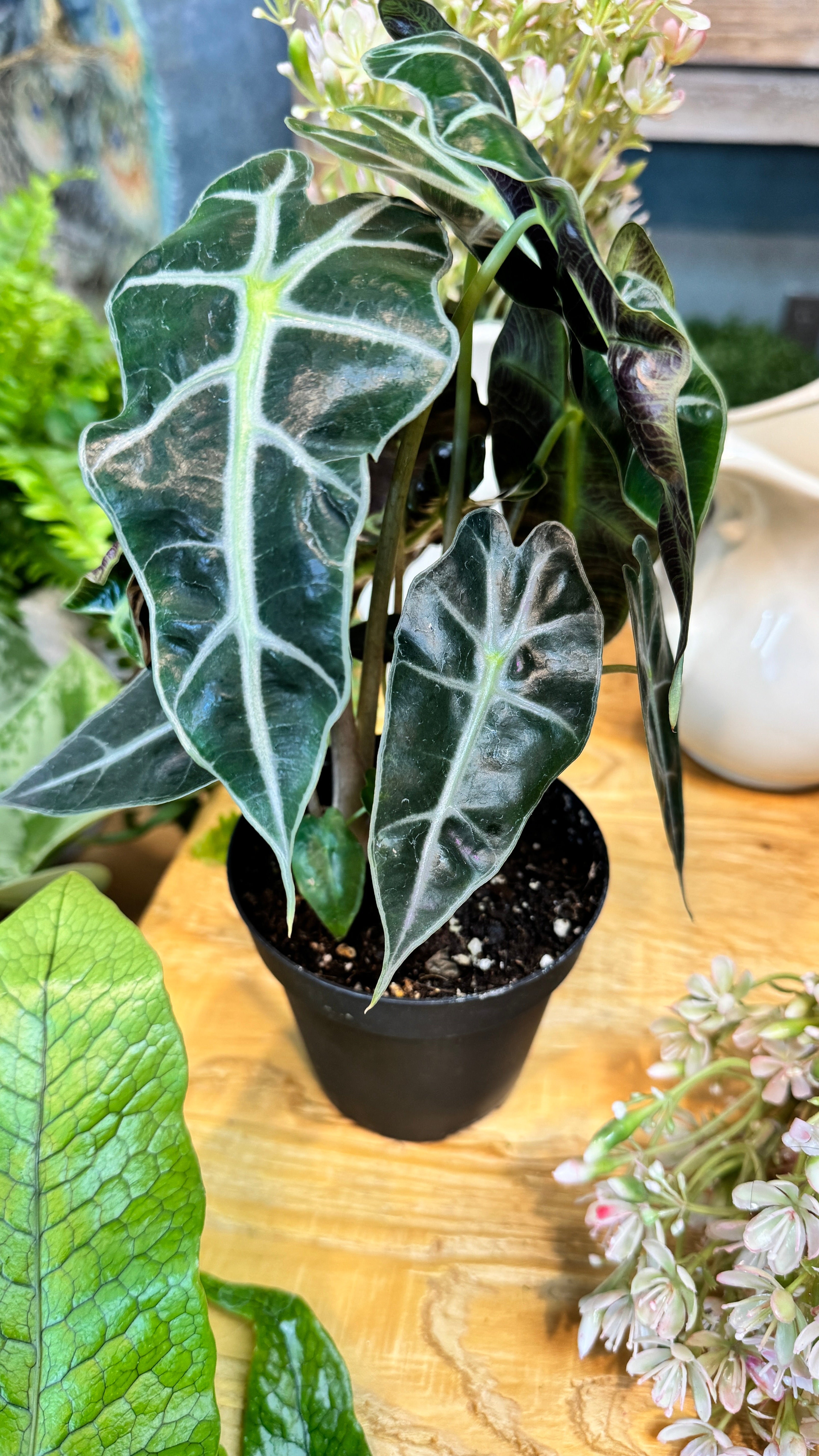 Live Plant- Polly Alocasia