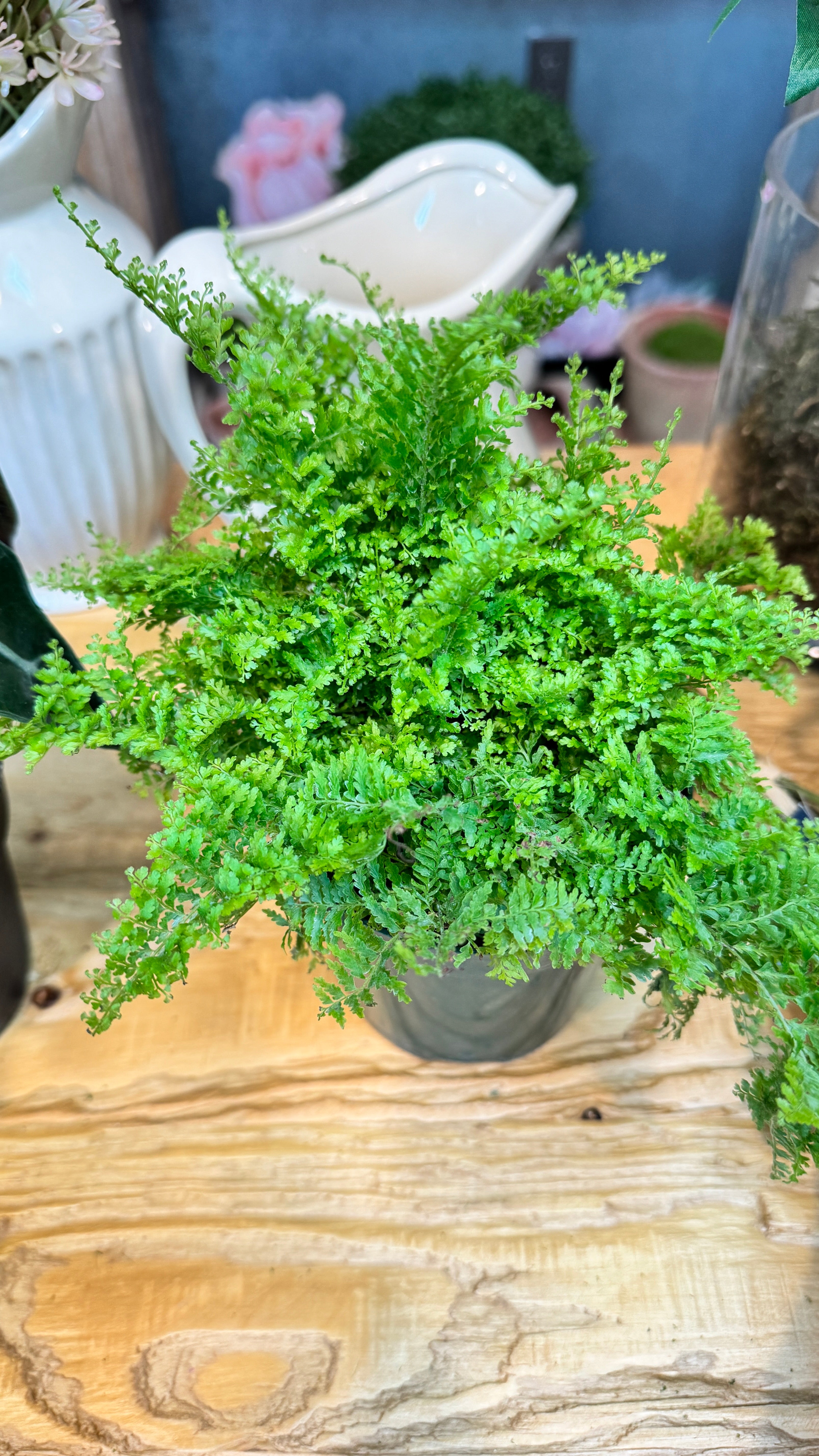 Live Plant- Cotton Candy Fern