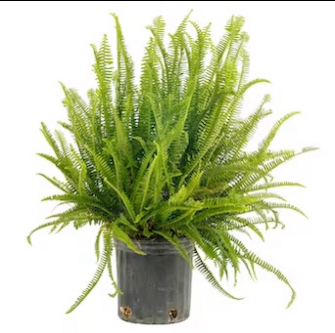 Live Plant-Kimberly Queen Fern Preorder Shipping Week Of May 6th