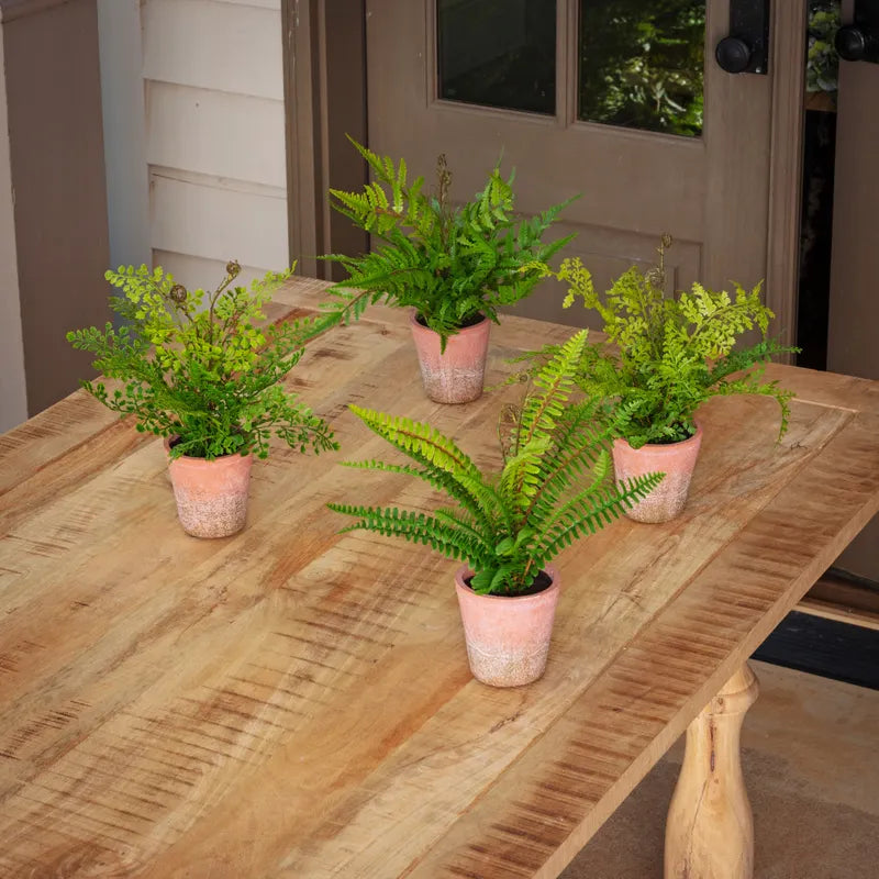 Potting Shed Fern, Style Options