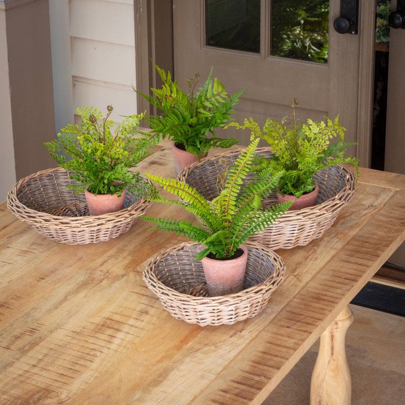 Potting Shed Fern, Style Options