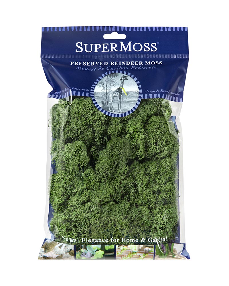 Reindeer Moss, Assorted Colors