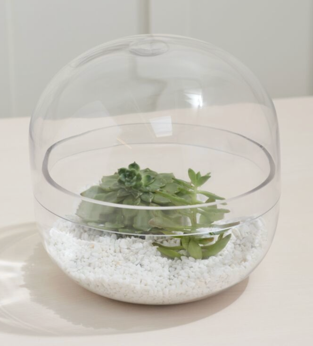 Pre Order Observatory Terrarium