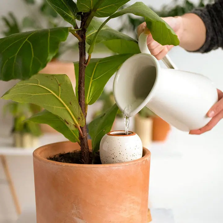 Hydrating Olla, Color Options