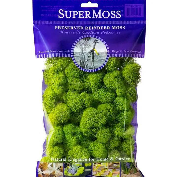 Reindeer Moss, Assorted Colors