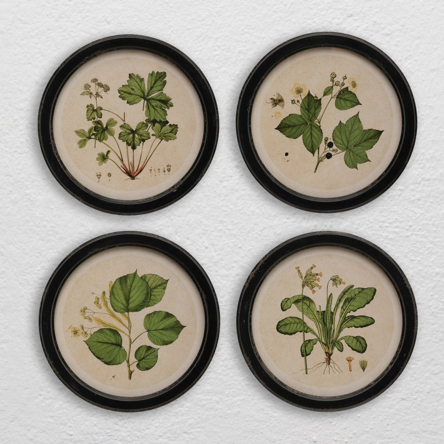 Framed Wall Decor with Botanical Print, Four Styles