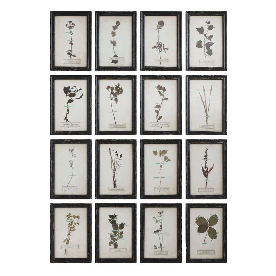 Vintage Reproduction Botanical Print, Style Options