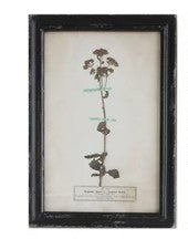 Vintage Reproduction Botanical Print, Style Options