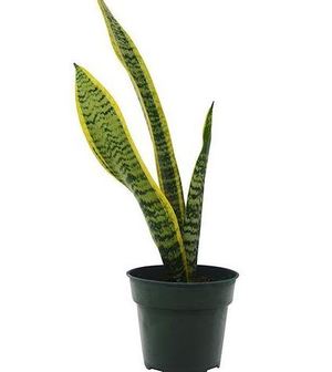 Live Plant- Sansevieria Laurentii