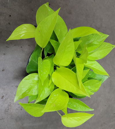 Live Plant- Neon Pothos