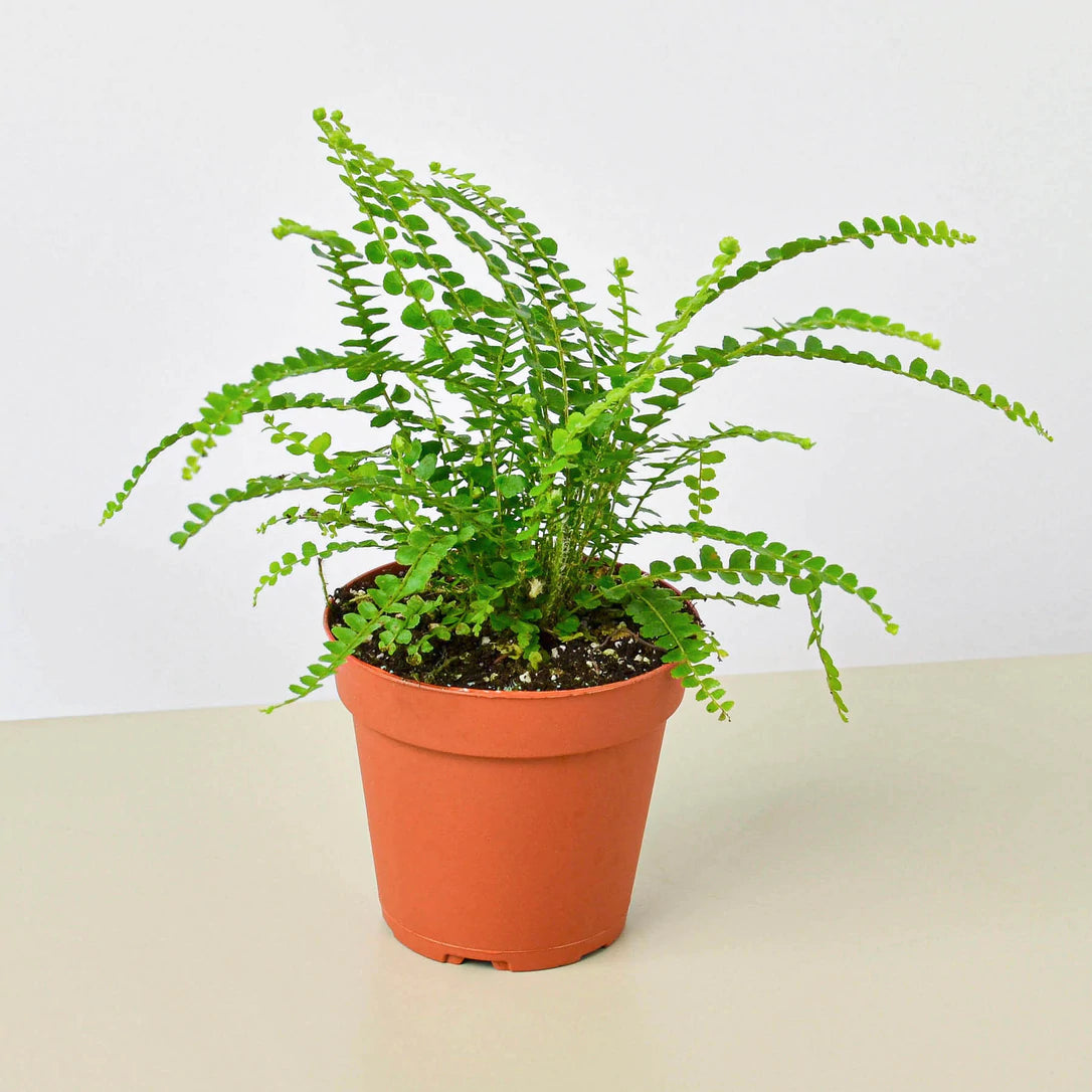 Live Plant- Lemon Button Fern