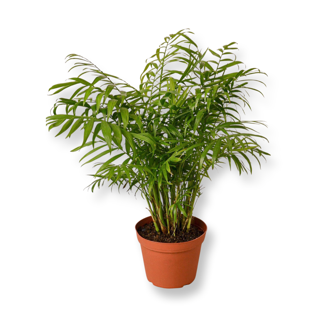 Live Plant- Parlor Palm