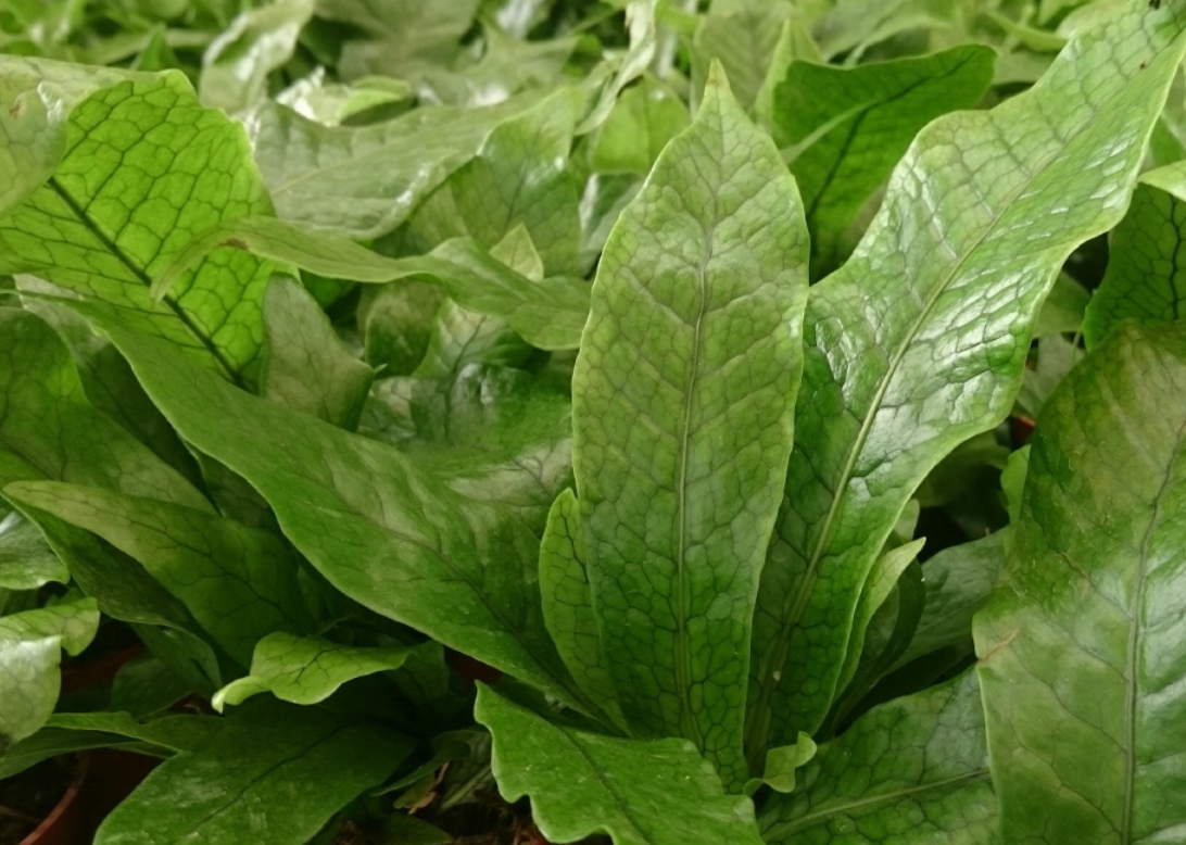 Live Plant- Crocodile Fern