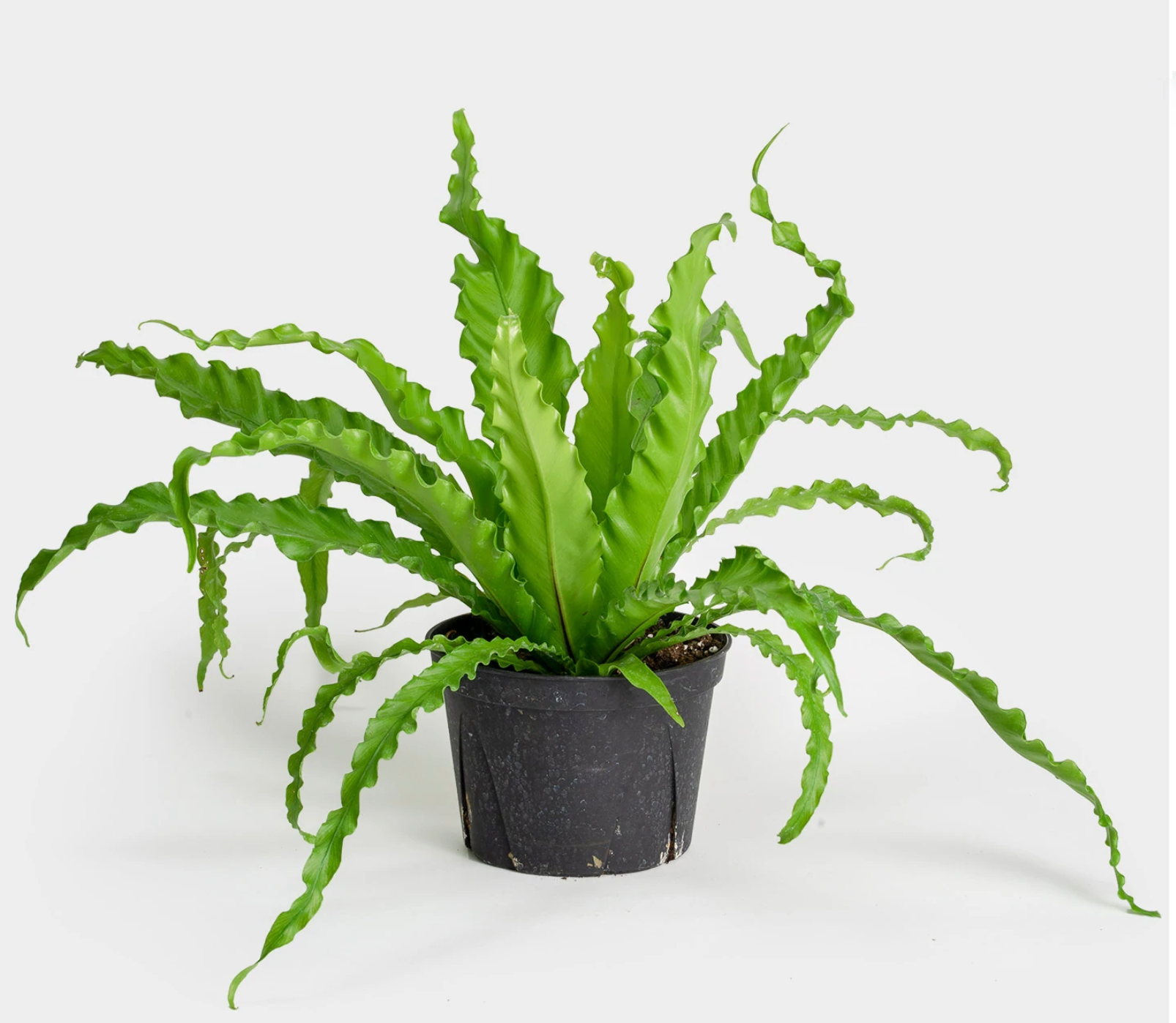 Live Plant- Victoria Bird's Nest Fern