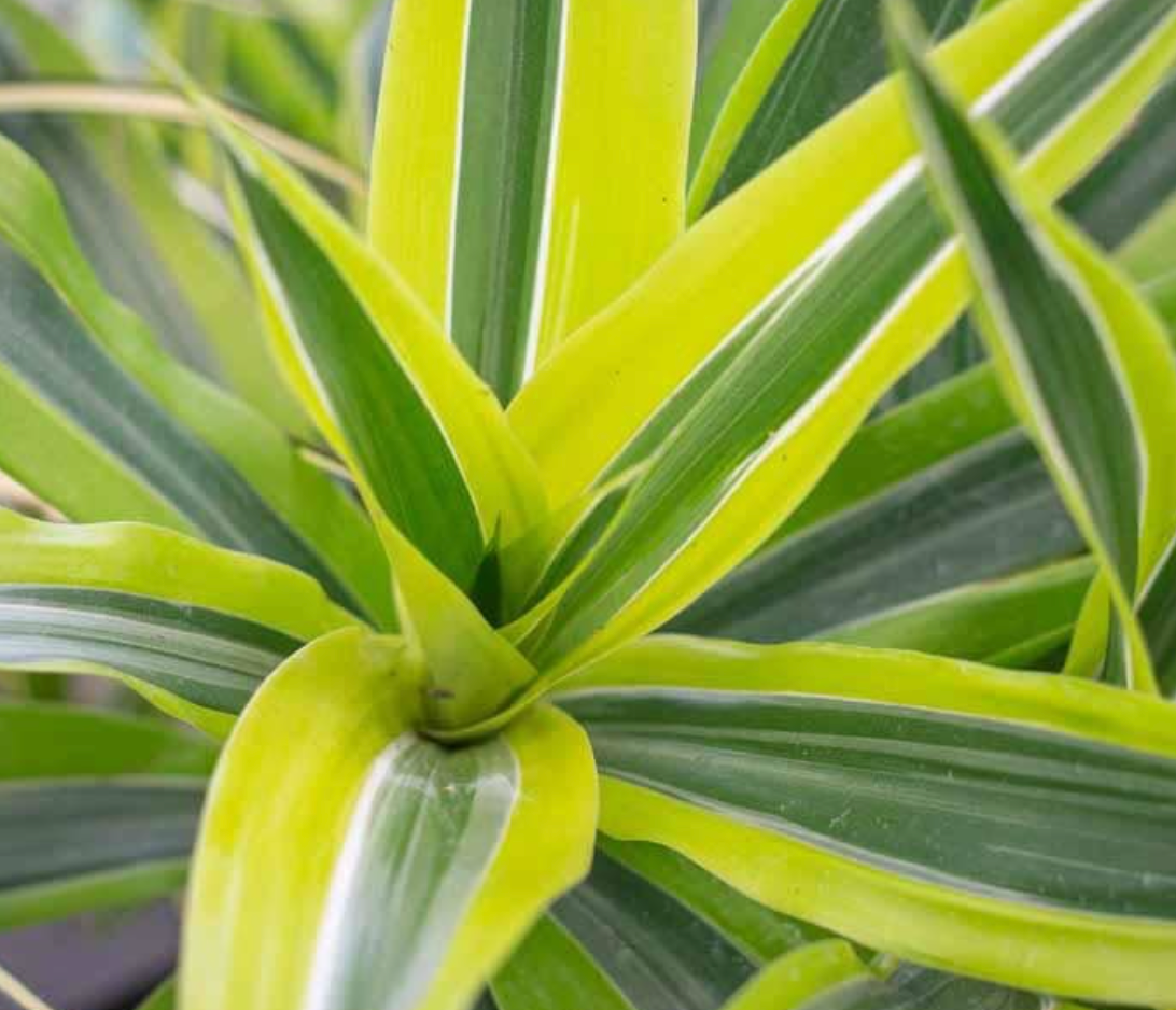 Live Plant- Dracaena Warneckii Lime