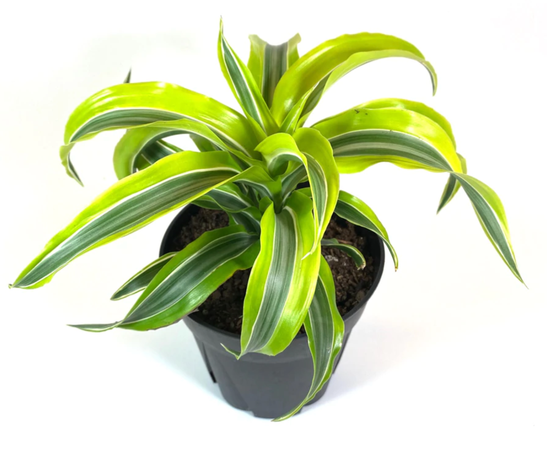 Live Plant- Dracaena Warneckii Lime