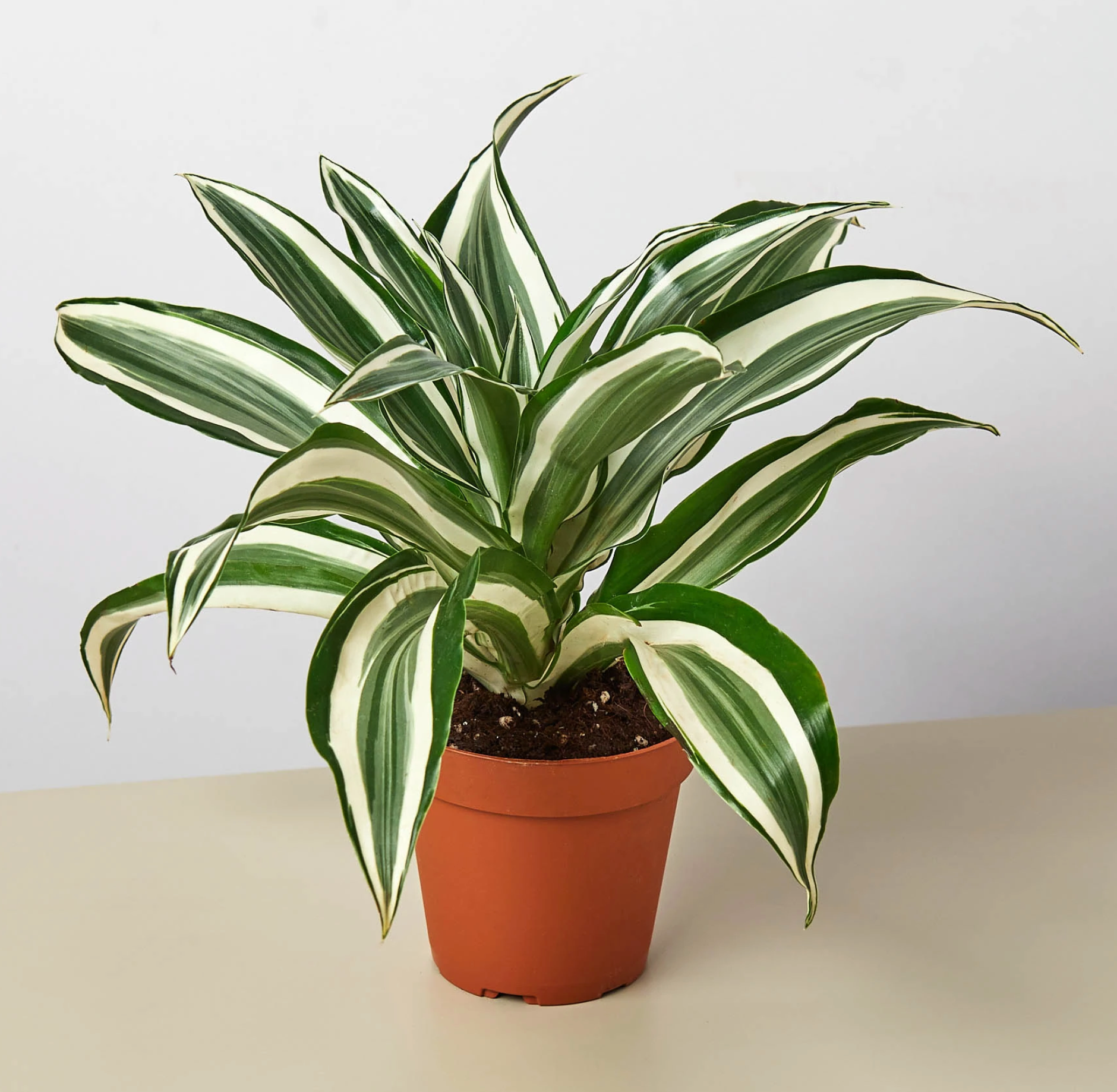 Live Plant- Dracaena Warneckii White Edge