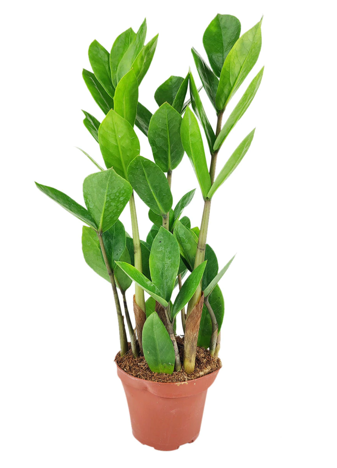 Live Plant- ZZ Plant