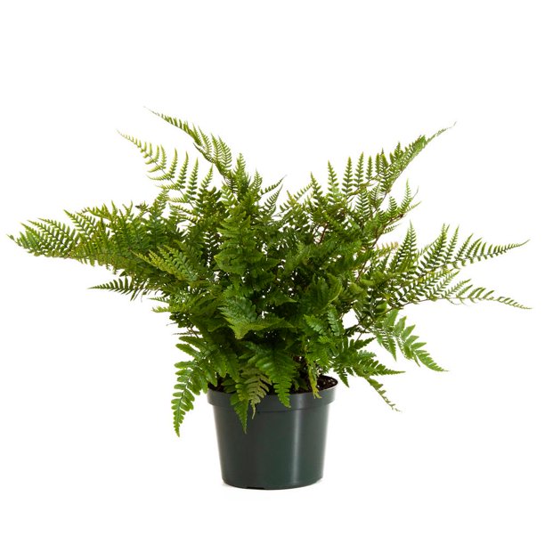 Live Plant- Autumn Fern