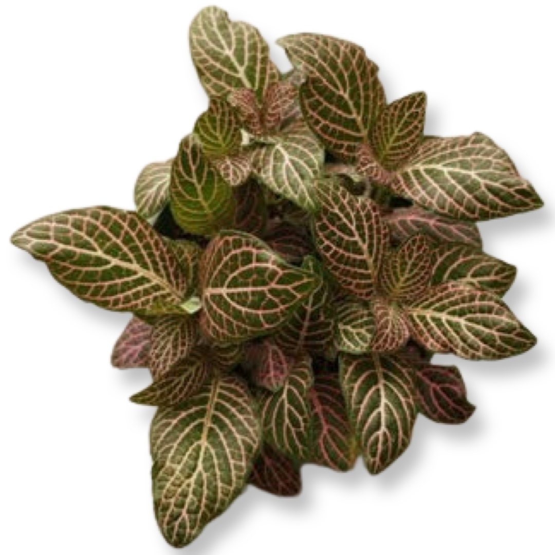 Live Plant- Fittonia Pink Leaf