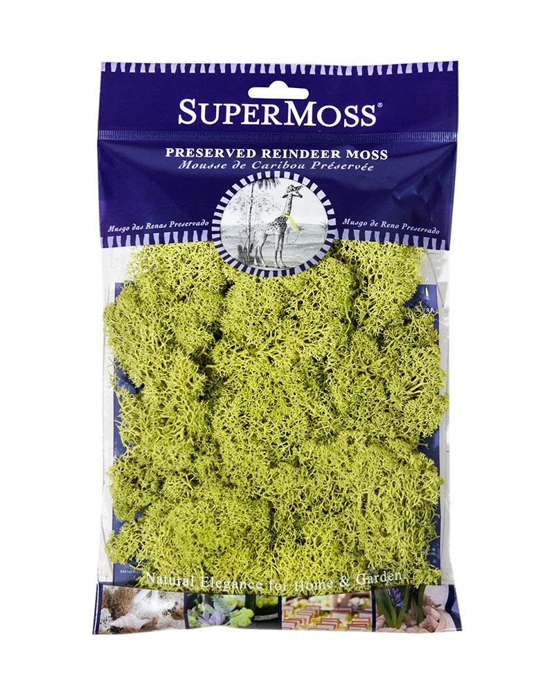 Reindeer Moss, Assorted Colors