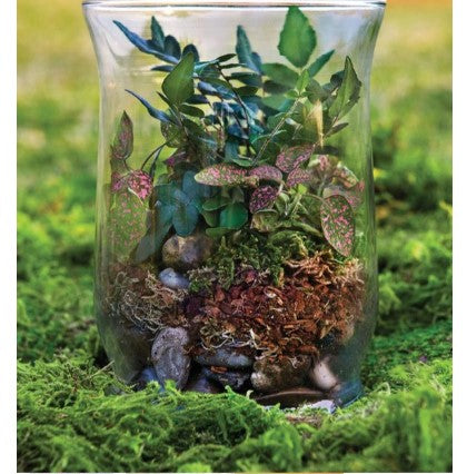 Forest Terrarium Kit