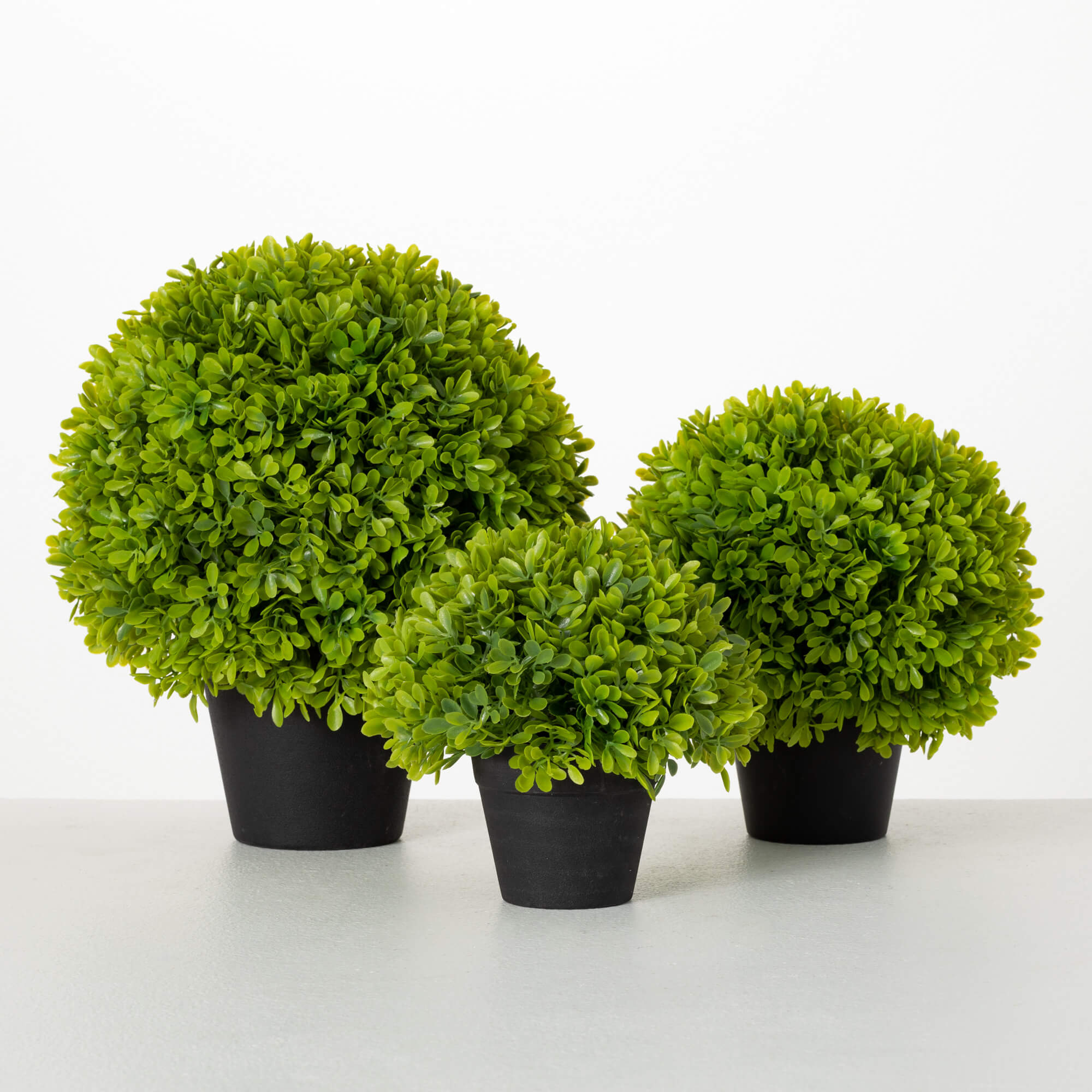 Potted Green Boxwood, Size Options