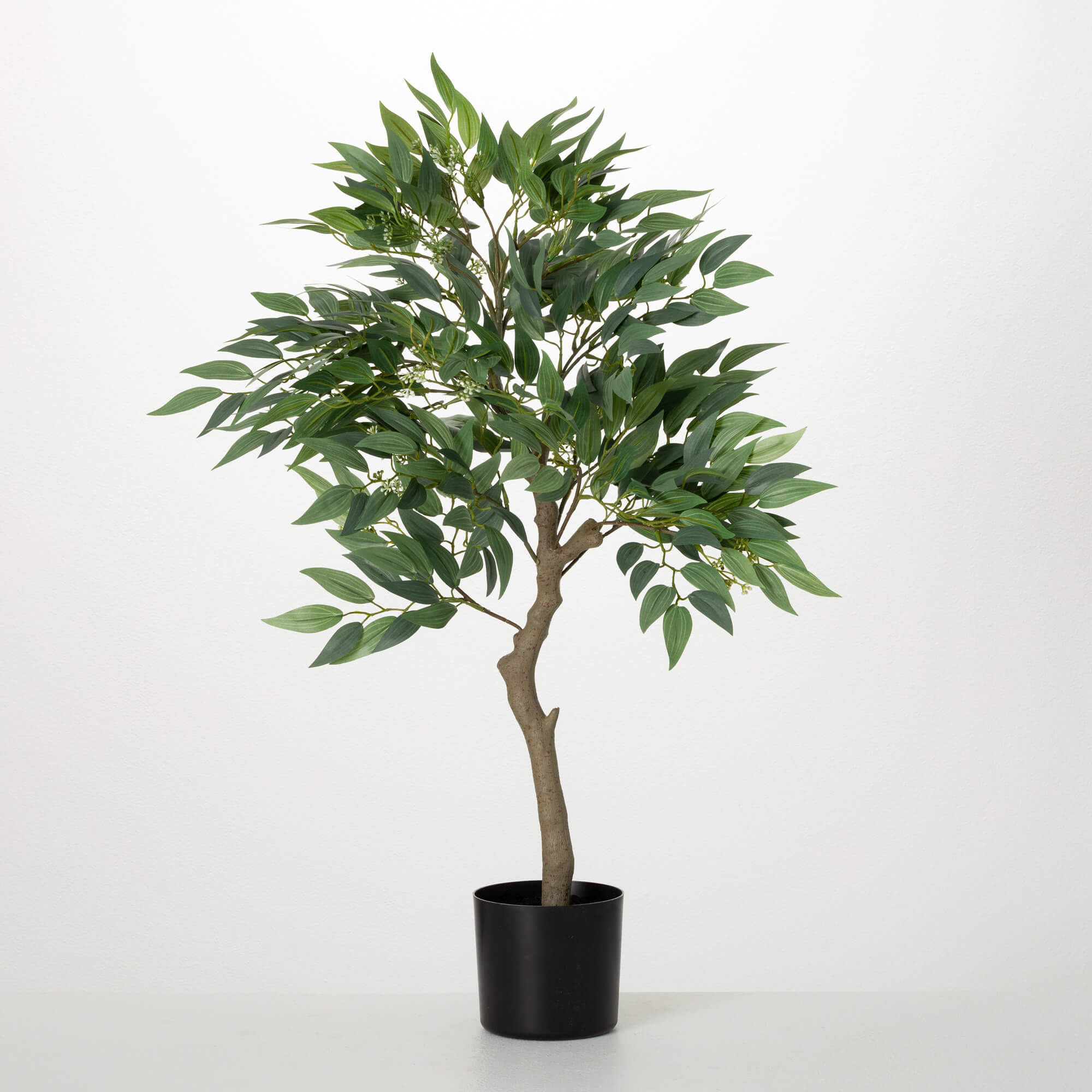 Potted Ruscus Tree