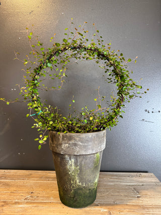 Angel Vine Topiary 10" Ring
