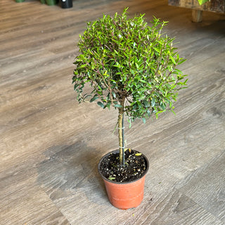 Live Plant- Myrtle Topiary