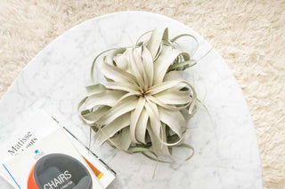 Live Plant- Jumbo Airplant Tillandsia Xerographica