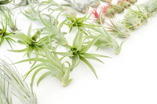 Live Plant- 6 Assorted Tillandsia Air Plants