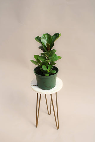 Live Plant-Fiddle Leaf Fig  6" Pot