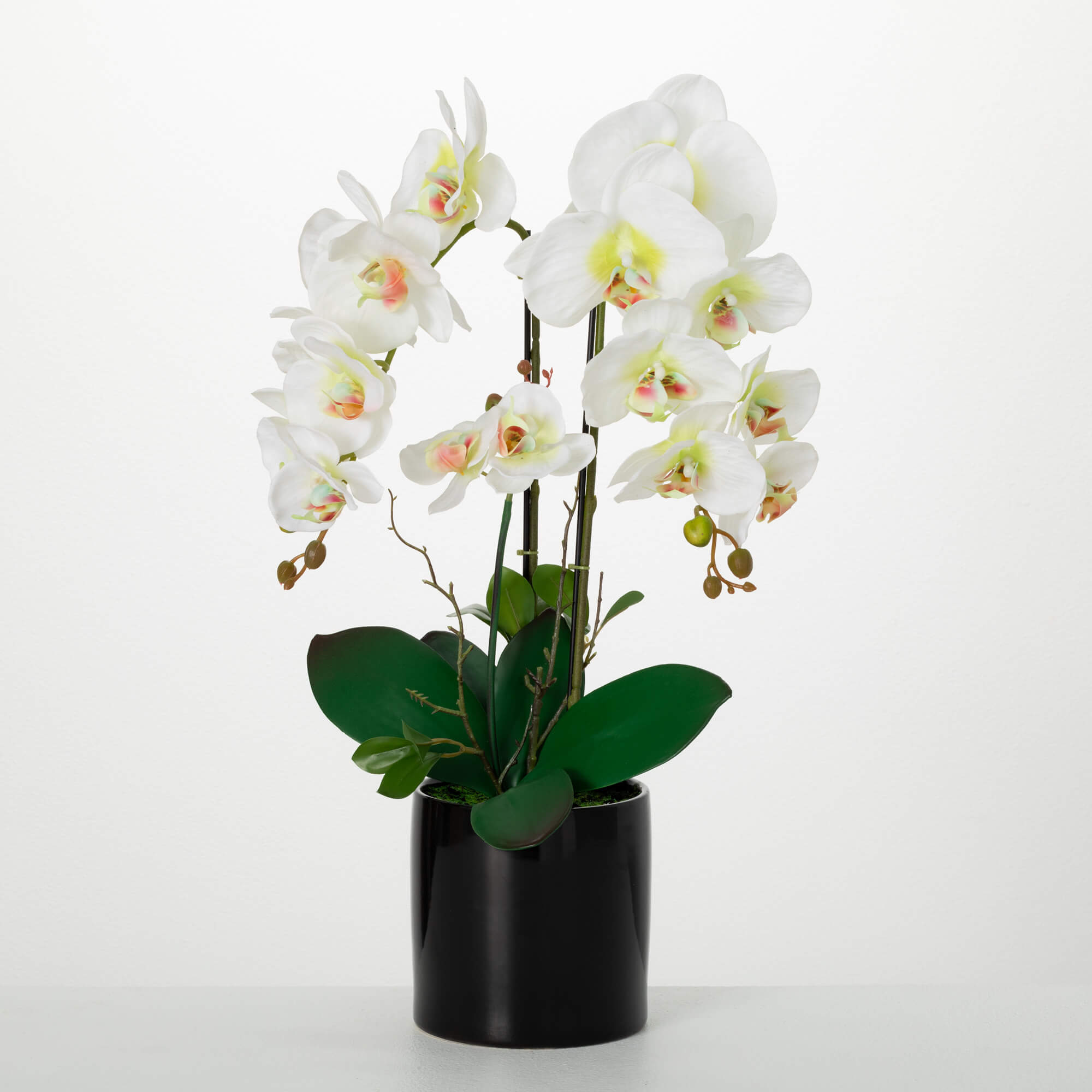 Potted Phalanenopsis Orchid