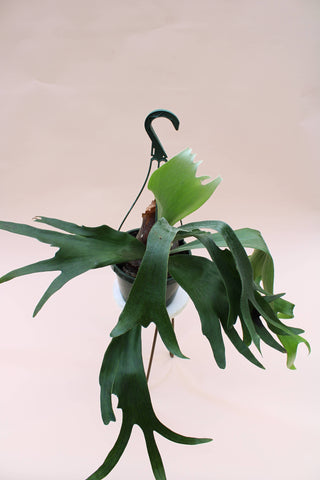 Live Plant-Staghorn 8" Hanging Basket
