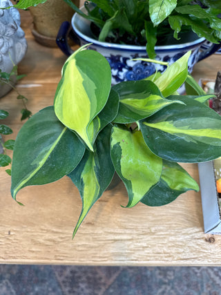 Live Plant- Heart Leaf Philodendron
