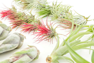 Live Plant- 6 Assorted Tillandsia Air Plants