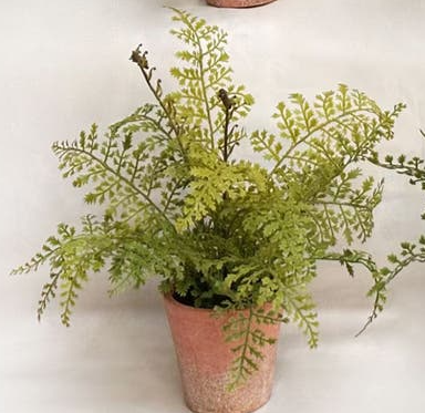 Potting Shed Fern, Style Options